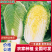 （玲珑黄白菜）黄心白菜/宁夏白菜/新货上市/欢迎来电