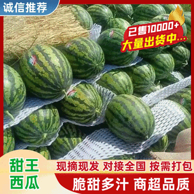 【甜王西瓜】大棚西瓜/山东甜王西瓜/基地批发/可全国发货