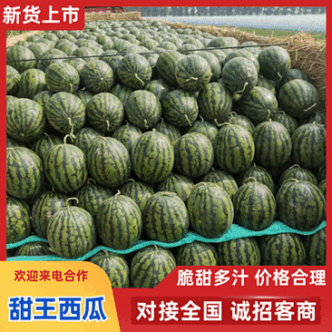 『精选』甜王西瓜/聊城大棚西瓜/山东甜王西瓜/包熟包甜
