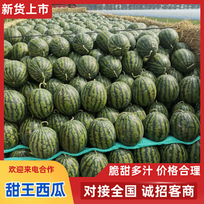 『精选』甜王西瓜/聊城大棚西瓜/山东甜王西瓜/包熟包甜