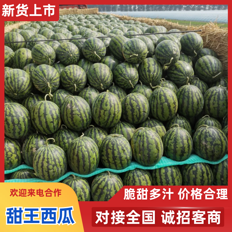 『精选』甜王西瓜/聊城大棚西瓜/山东甜王西瓜/包熟包甜