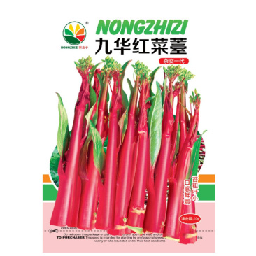 红菜苔种子紫菜心籽绿薹心四季春秋季10g产量高湖北