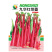 红菜苔种子紫菜心籽绿薹心四季春秋季10g产量高湖北