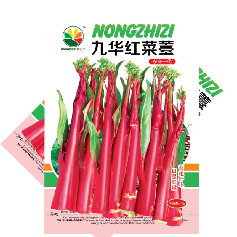 红菜苔种子紫菜心籽绿薹心四季春秋季10g产量高湖北