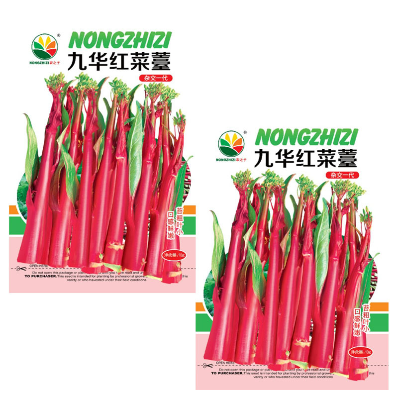 红菜苔种子紫菜心籽绿薹心四季春秋季10g产量高湖北
