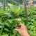 五指毛桃苗大量现货,基地现挖现发根系发达存活率高