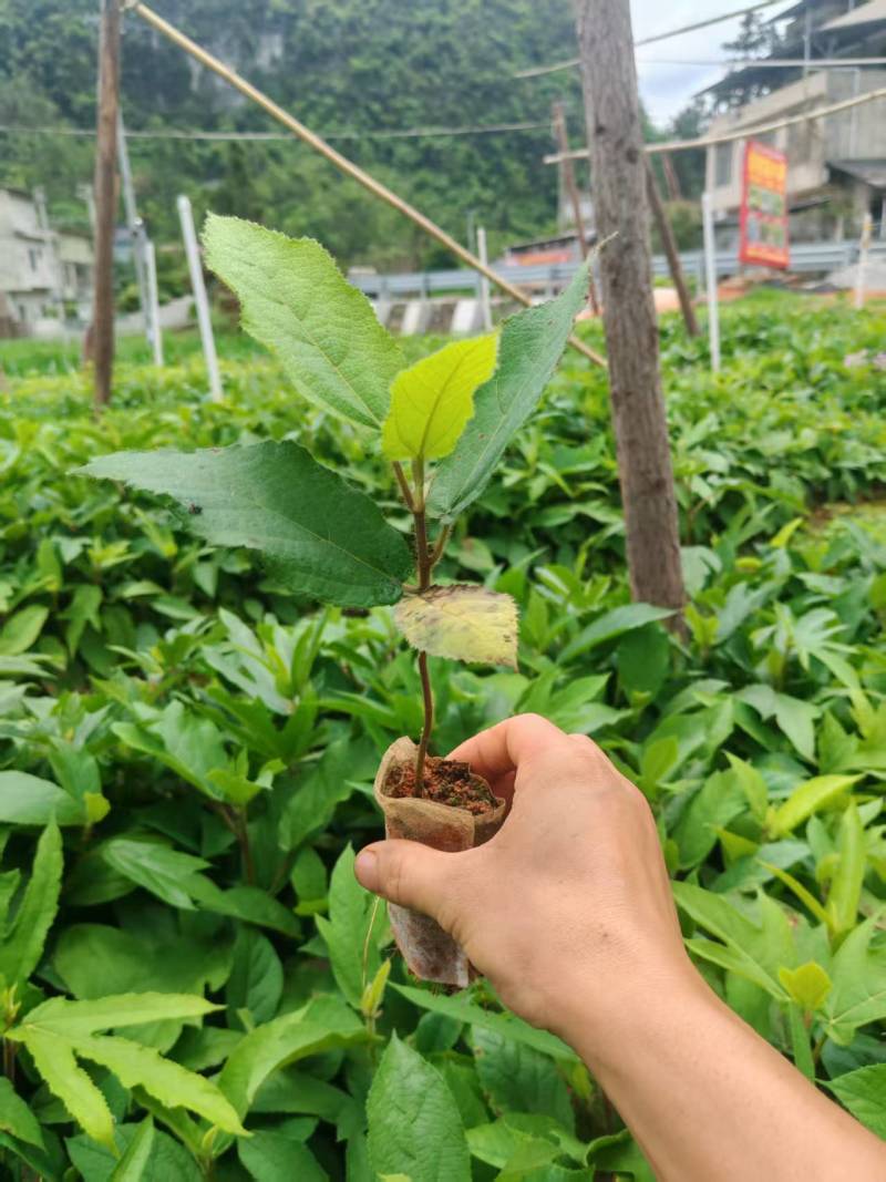 五指毛桃苗大量现货，基地现挖现发根系发达存活率高