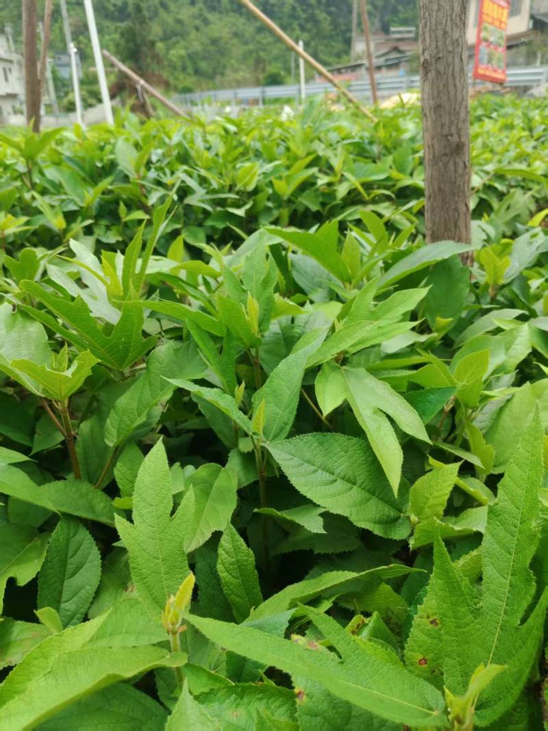 五指毛桃苗大量现货，基地现挖现发根系发达存活率高