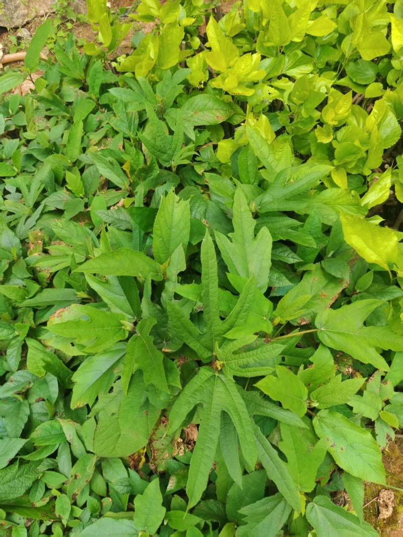 五指毛桃苗大量现货，基地现挖现发根系发达存活率高
