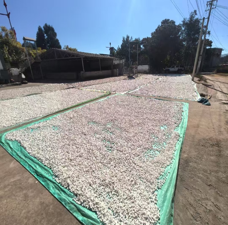 茯苓云苓100斤优惠物流运费（偏远地区除外）