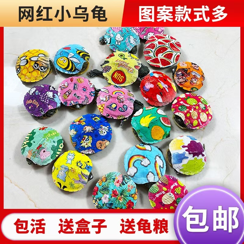 网红七彩小乌龟炫彩小乌龟包活邮送龟粮地摊夜市公园广场热销