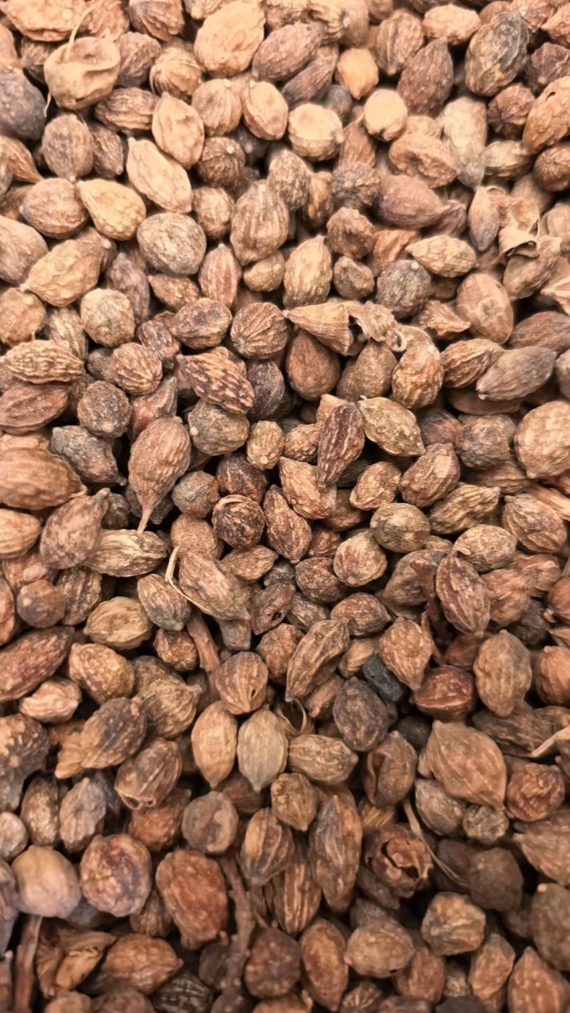 益智仁新货益智无硫水洗货批发各种香料