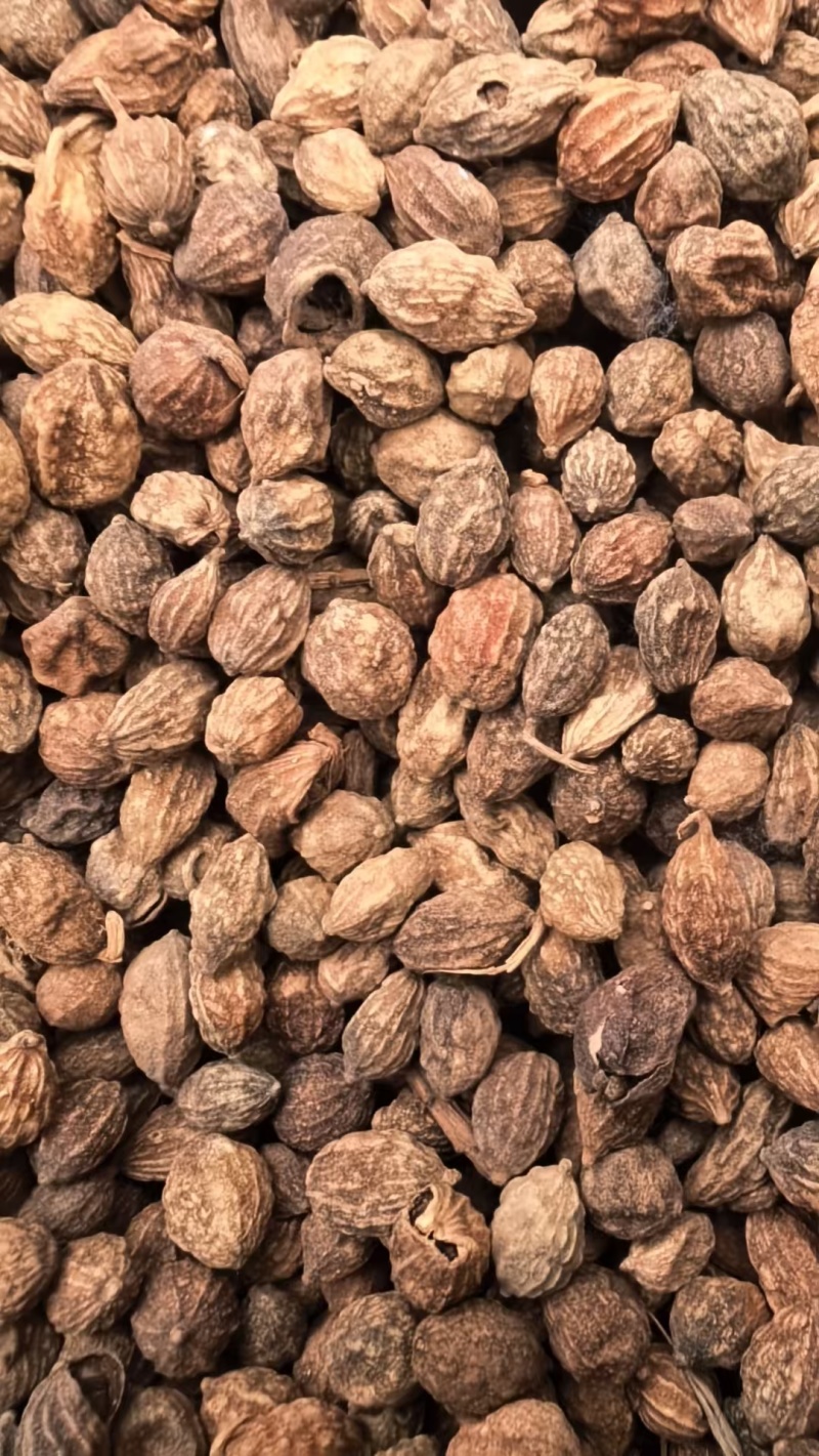 益智仁新货益智无硫水洗货批发各种香料