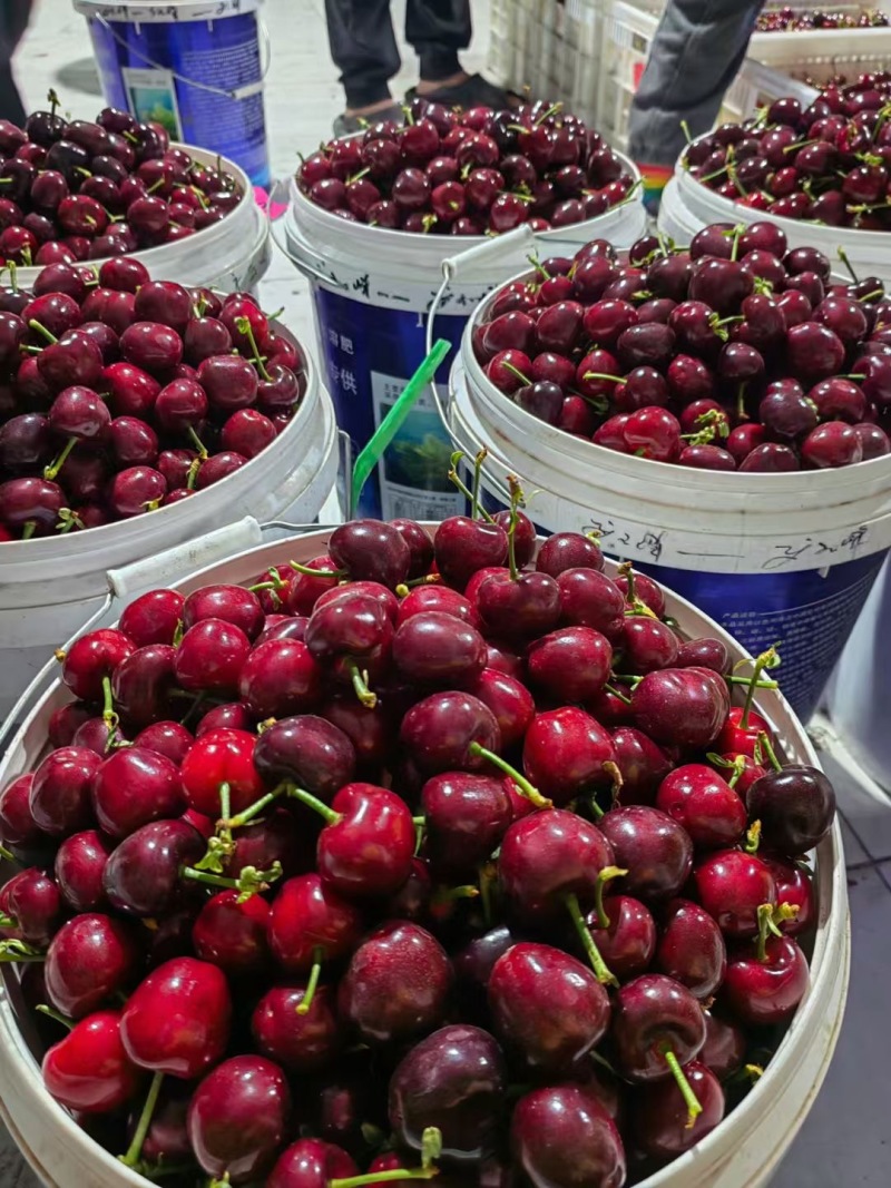 美早大樱桃/山西樱桃/产地现摘现发/量大从优/全国发货