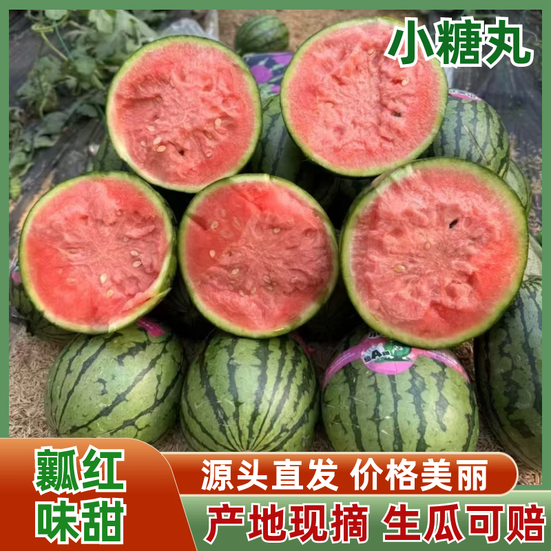 《陕西小糖丸西瓜》吊兰西瓜/938吊兰西瓜基地直供
