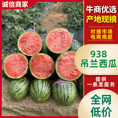 【实力】陕西吊兰西瓜938吊兰西瓜一手货源价格美丽
