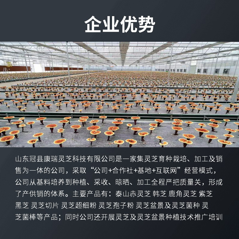 冠县黑灵芝切片精选中段大片中药材灵芝片批发散装