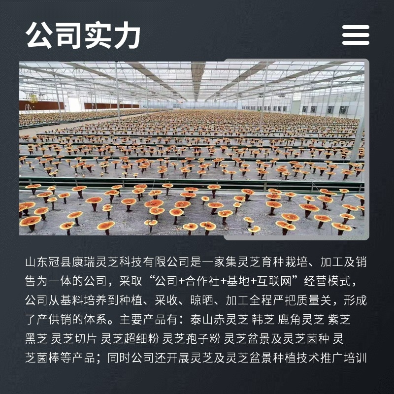 批发灵芝茶丝灵芝袋泡茶原料灵芝切丝灵芝粒灵芝碎