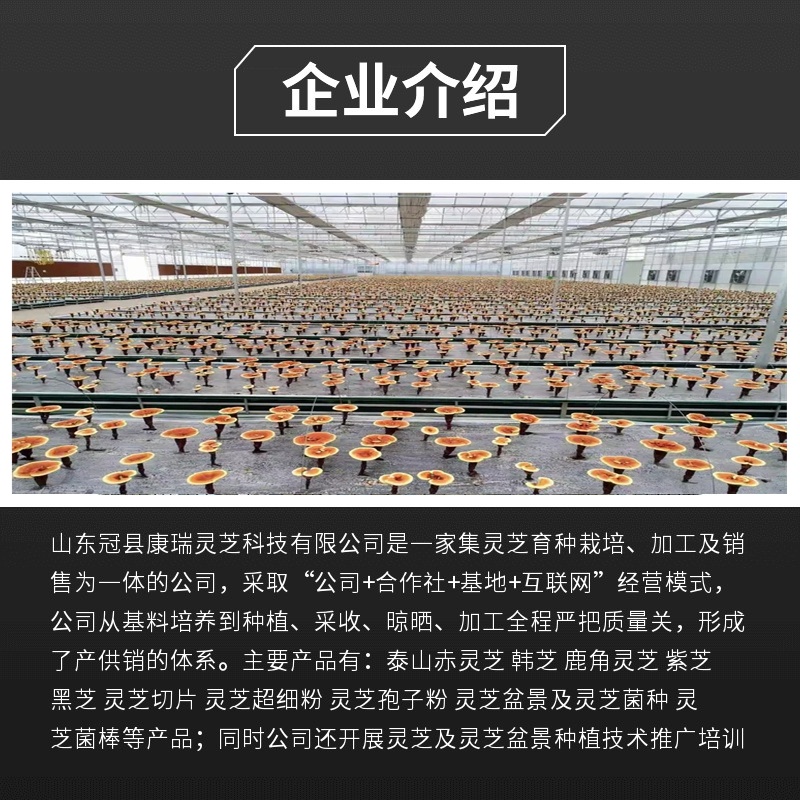 批发黑灵芝切丁黑芝颗粒不苦灵芝块灵芝粒灵芝袋泡茶