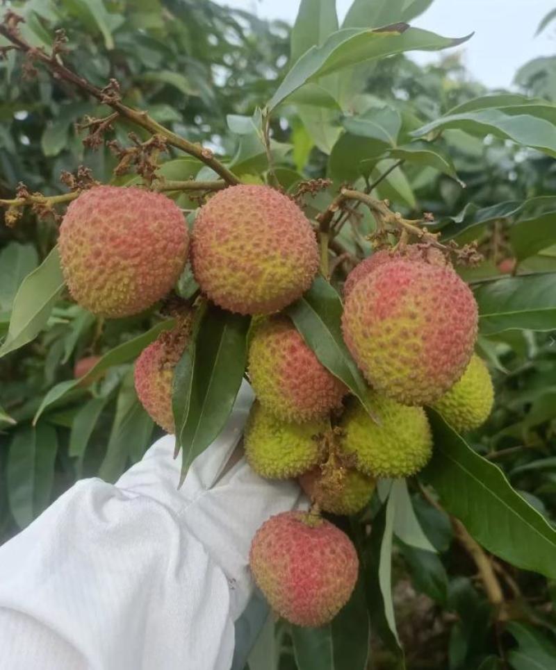 妃子笑荔枝口感好产地直供保质保量皮薄肉厚可代发电商团购