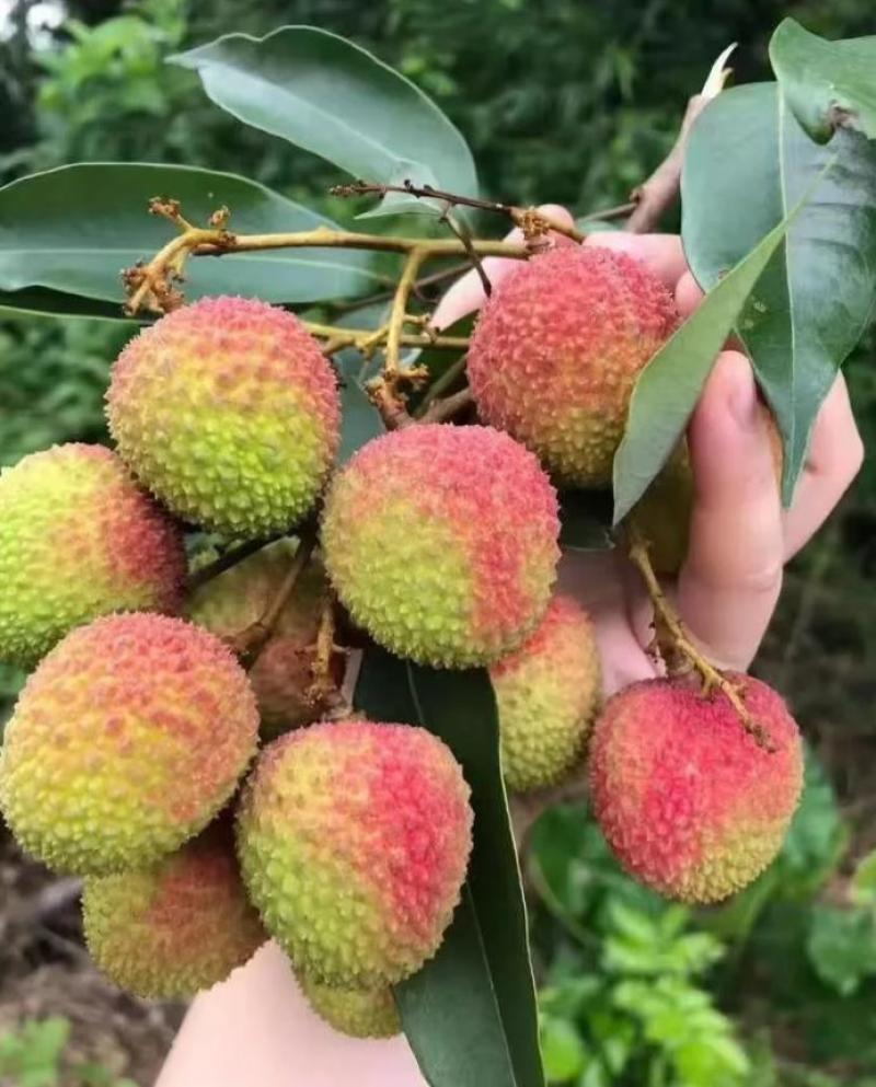 妃子笑荔枝口感好产地直供保质保量皮薄肉厚可代发电商团购