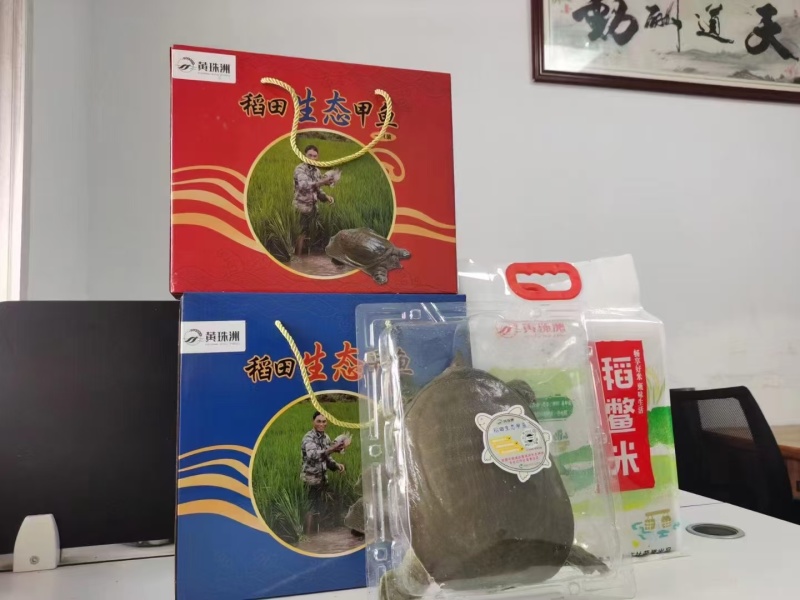 中华鳖大量供应，全国发货，诚信经营，量大从优，欢迎选购
