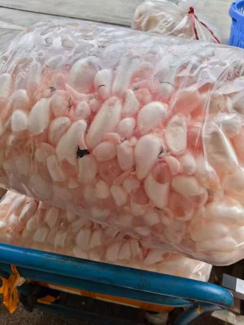 新鲜白鲢鱼泡全国发货量大从优可视频看货