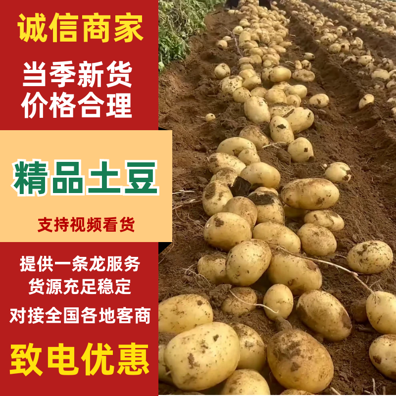 河南精品黄皮黄心土豆大量上市，沃土5号质量保证，产地直发