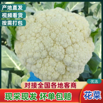 精品白花菜，新鲜新货速发，大量供应，保质保量欢迎选购