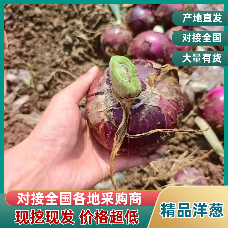通许洋葱，精品红皮洋葱，大量新鲜现货速发欢迎选购