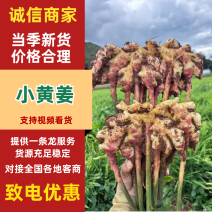 云南红芽小黄姜二黄/产地批发/提供冷库地窖/配资全国代发