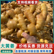 《精选》窖藏大黄姜【一手货源/常年供应】坏烂包赔/全国发货