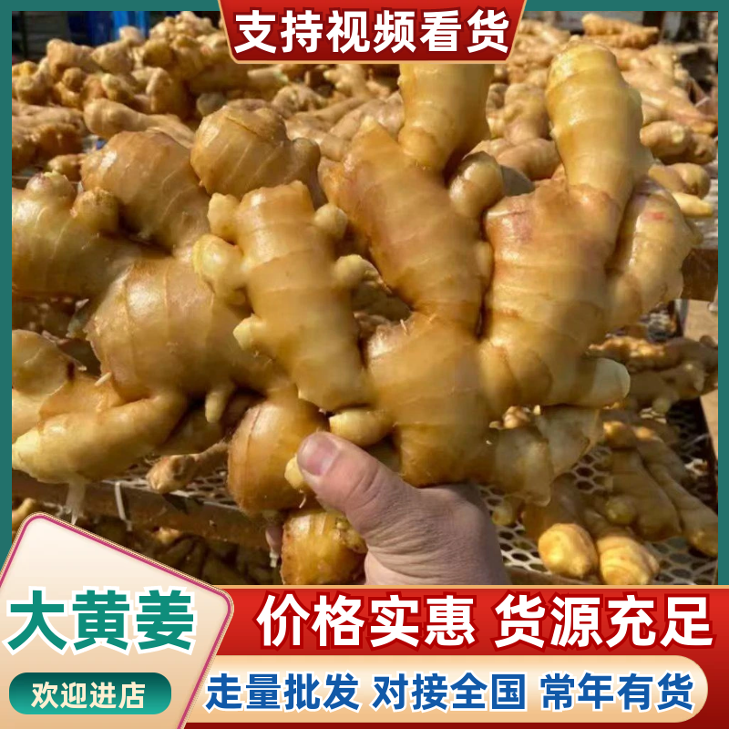 《精选》窖藏大黄姜【一手货源/常年供应】坏烂包赔/全国发货