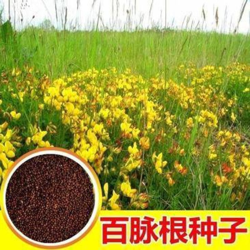 百脉根种子