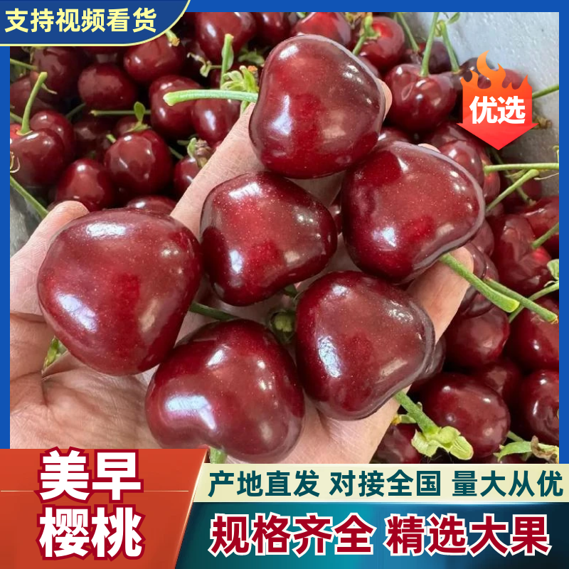 『美早樱桃』山东樱桃/产地现摘/可对接电商平台/商超批发