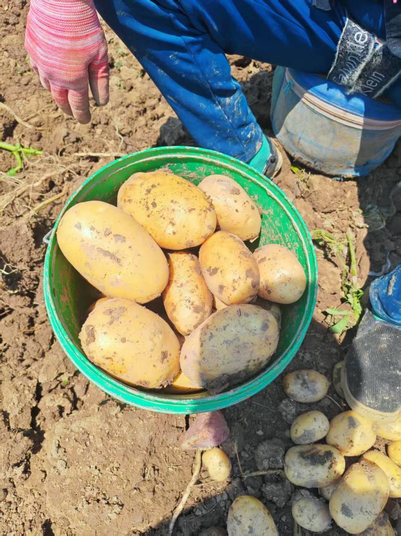 【优选土豆】湖北天门土豆大量上市基地直供保质保量