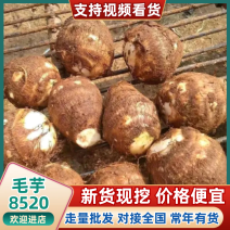 推荐【毛芋头8520】产地大量供应/人工手选/可全国代发