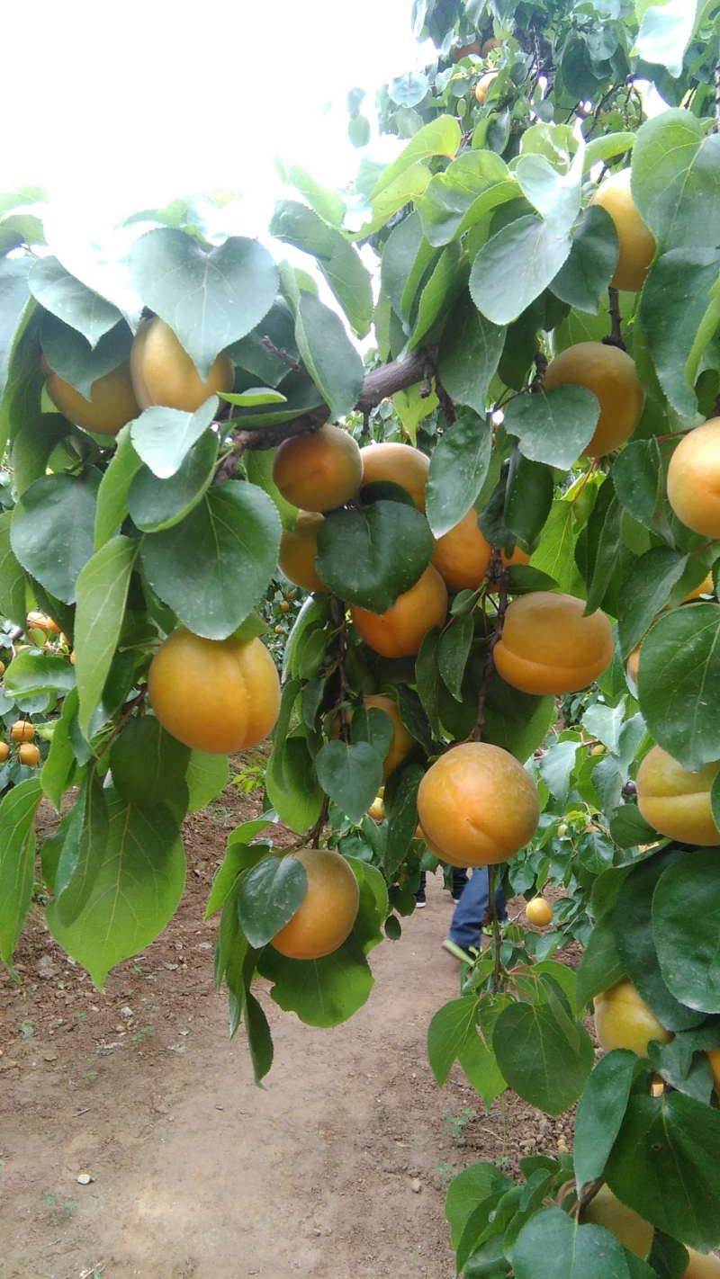 【热销】陕西精品金太阳杏大量上市对接各大电商平台