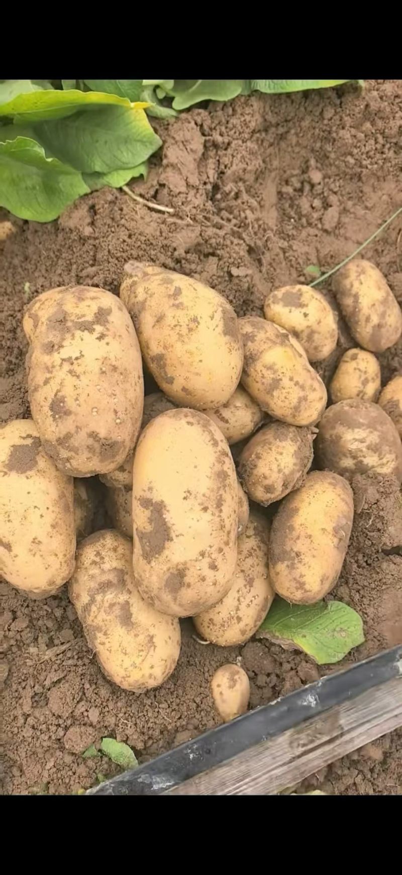 【优选土豆】湖北天门土豆大量上市基地直供保质保量