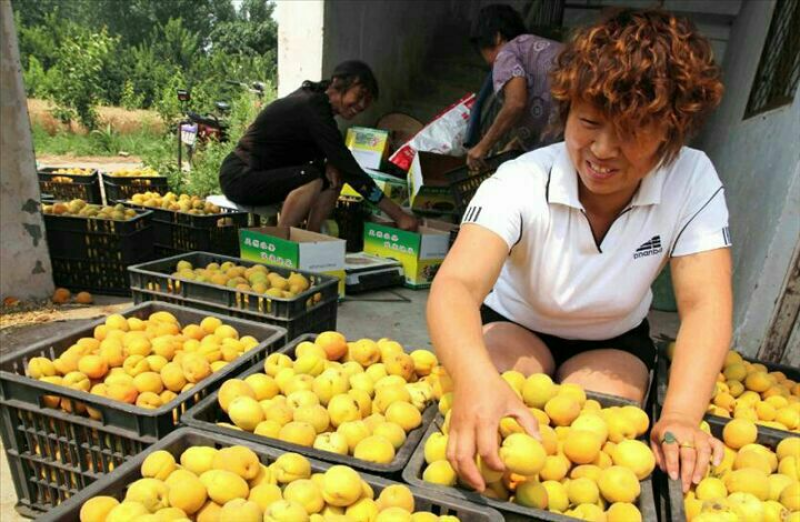 【热销】陕西精品金太阳杏大量上市对接各大电商平台