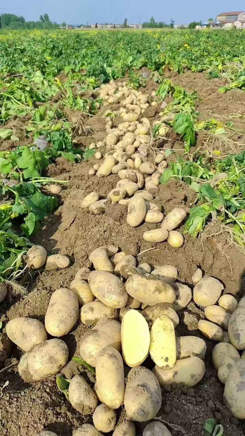 【优选土豆】湖北天门土豆大量上市基地直供保质保量