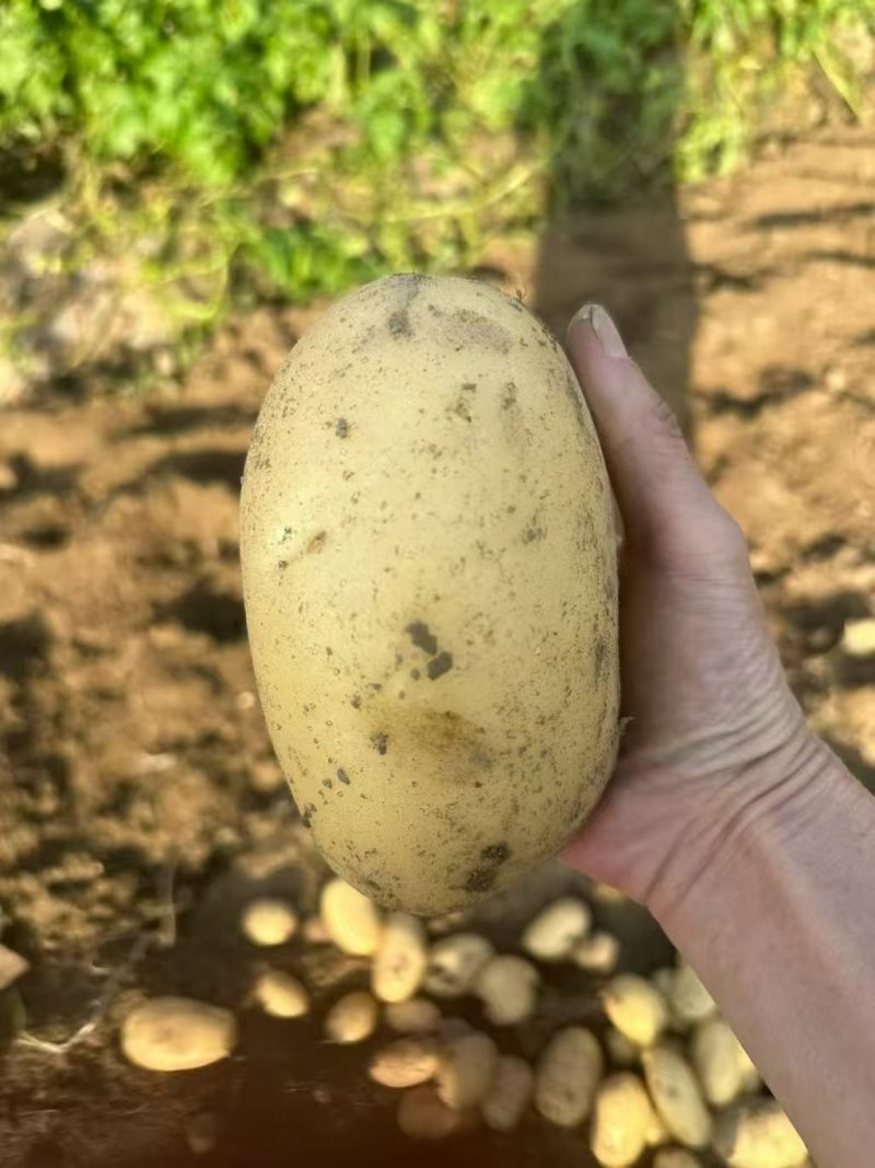 【优选土豆】湖北天门土豆大量上市基地直供保质保量