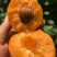 【热销】陕西精品金太阳杏大量上市对接各大电商平台