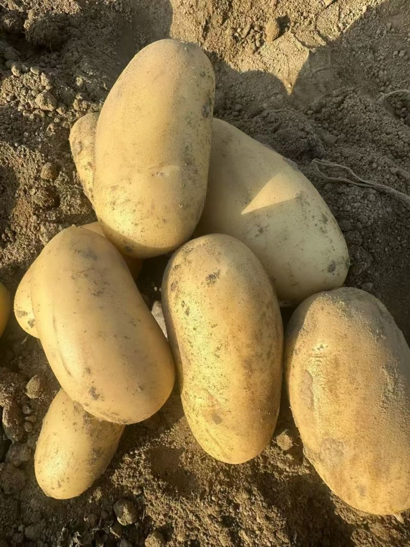 【优选土豆】湖北天门土豆大量上市基地直供保质保量