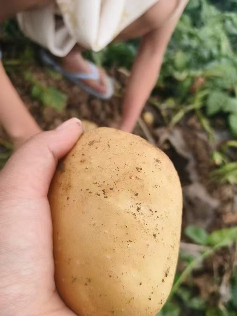 【优选土豆】湖北天门土豆大量上市基地直供保质保量