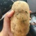 【优选土豆】湖北天门土豆大量上市基地直供保质保量