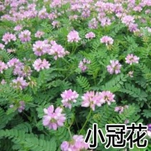 小冠花种子
