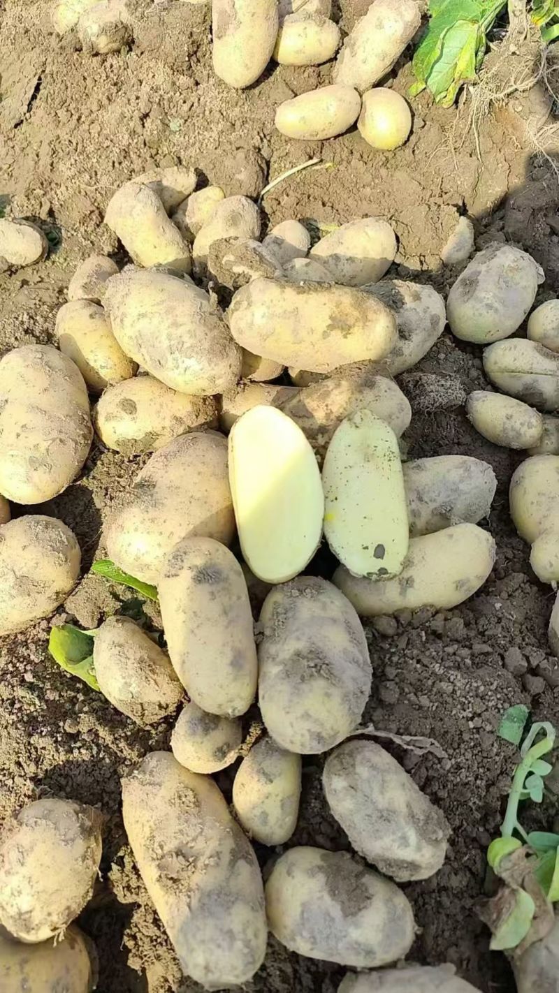 【供应土豆】天门土豆大量上市质量保证一手货源