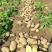 【供应土豆】天门土豆大量上市质量保证一手货源