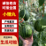 奶油2K小吊瓜糖丸西瓜，小糖丸西瓜，奶油小吊瓜，2k小瓜